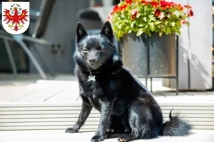 Read more about the article Schipperke breeders and puppies in Tirol