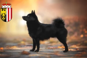 Read more about the article Schipperke breeders and puppies in Upper Austria