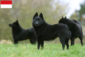 Read more about the article Schipperke breeders and puppies in Vienna