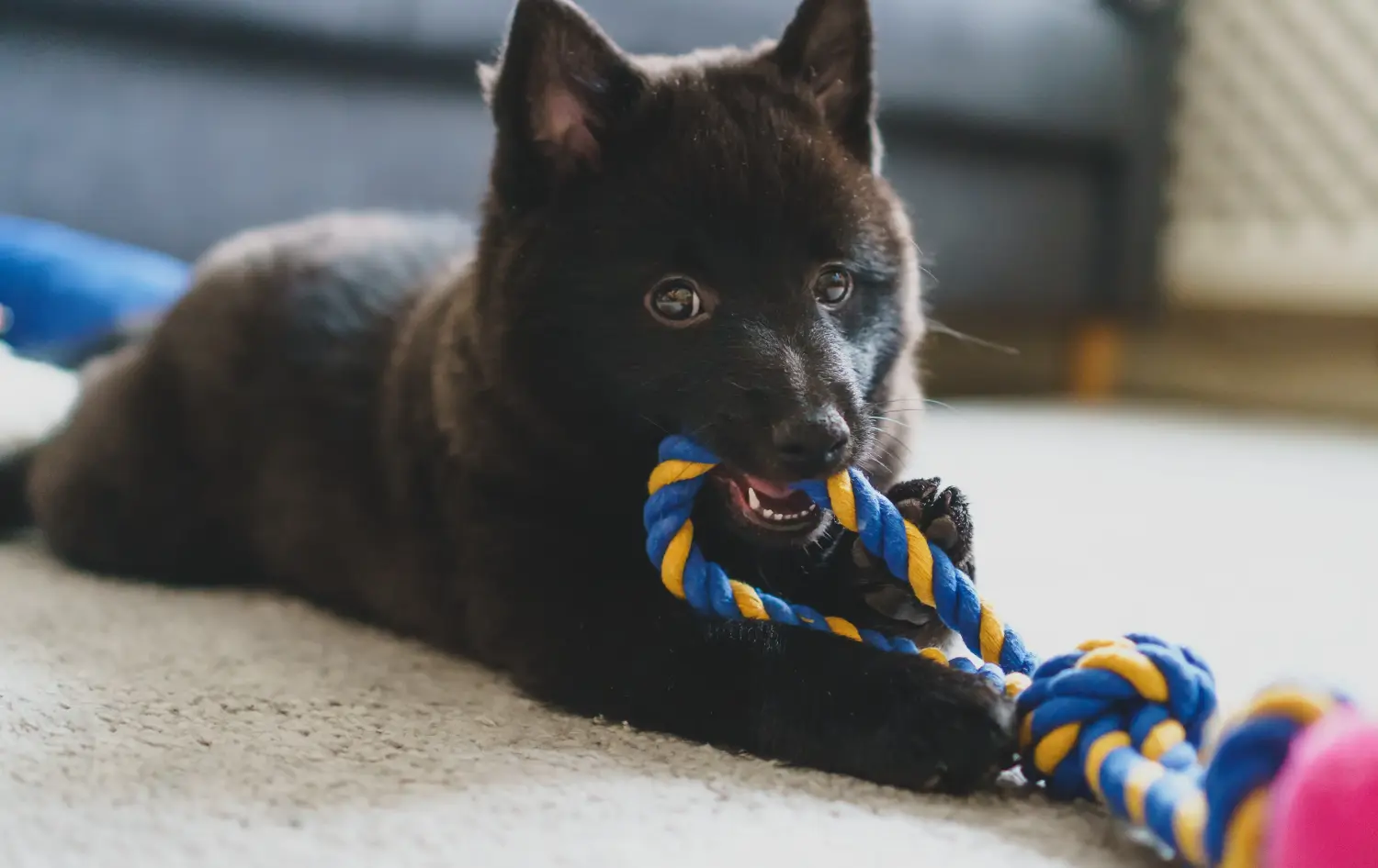 Buying a Schipperke puppy means taking responsibility! Buy Schipperke puppies.