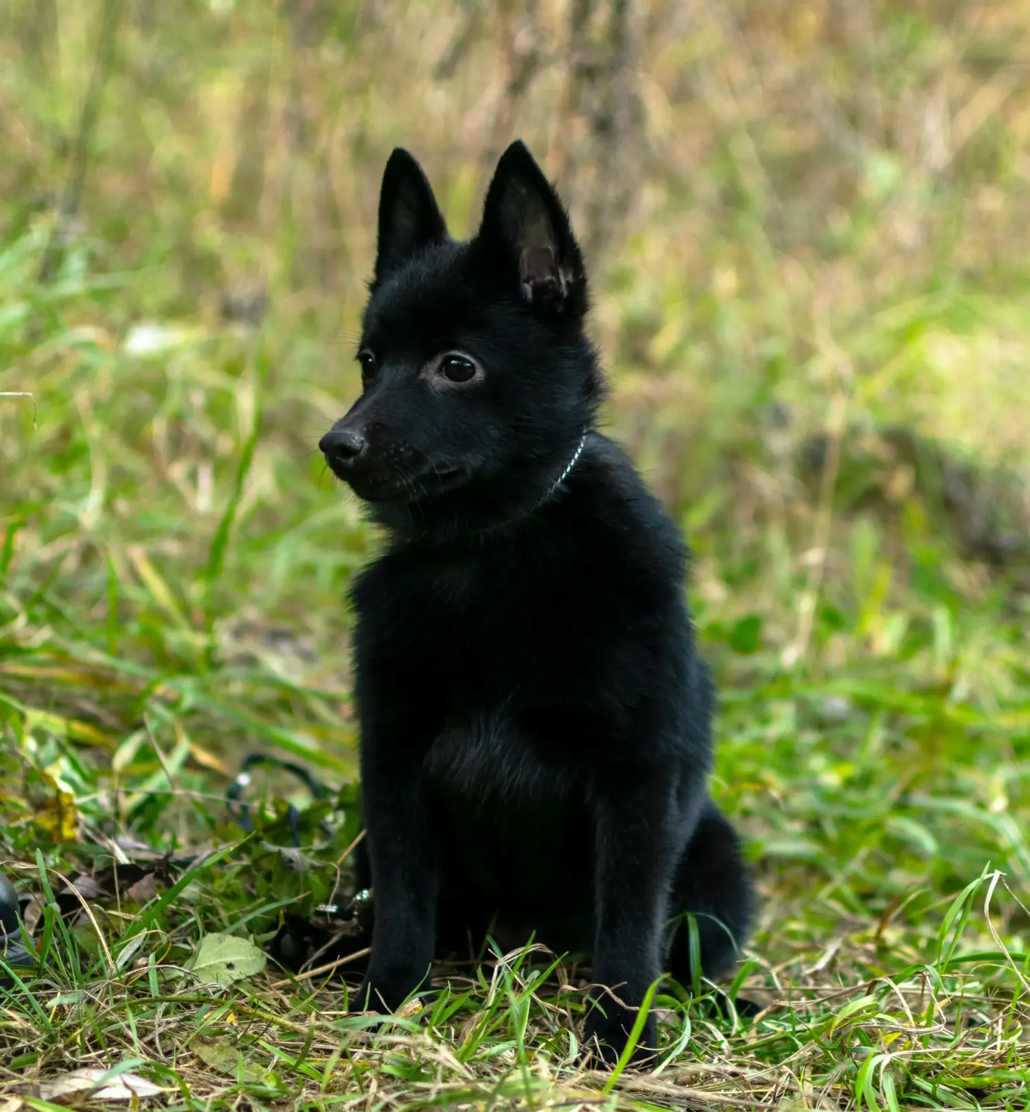 Buying a Schipperke puppy means taking responsibility! Buy Schipperke puppies.