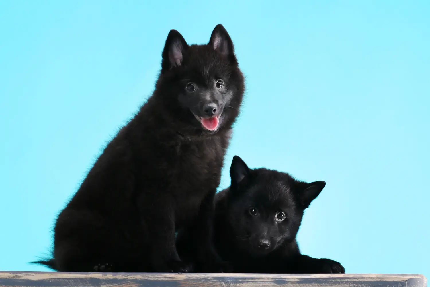 Buying a Schipperke puppy means taking responsibility! Buy Schipperke puppies.