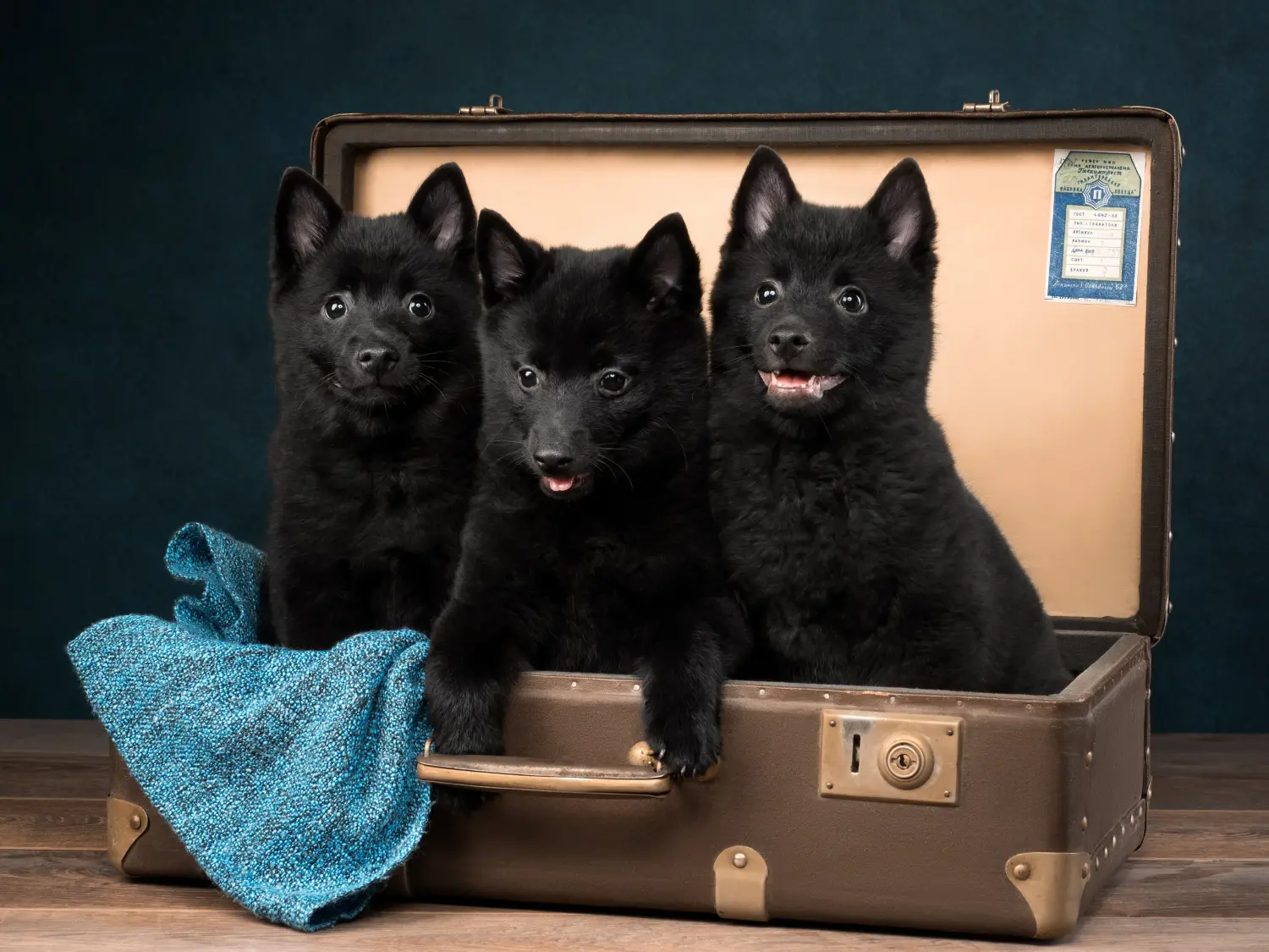 Buying a Schipperke puppy means taking responsibility! Buy Schipperke puppies.
