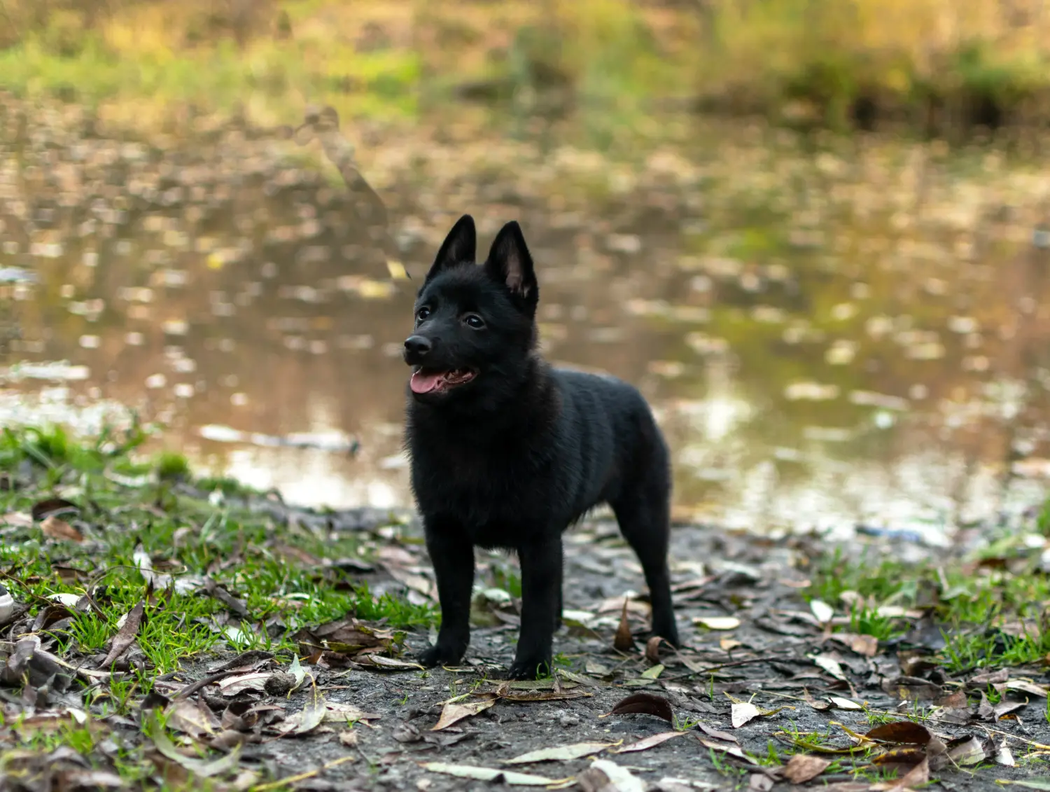 Buying a Schipperke puppy means taking responsibility! Buy Schipperke puppies.