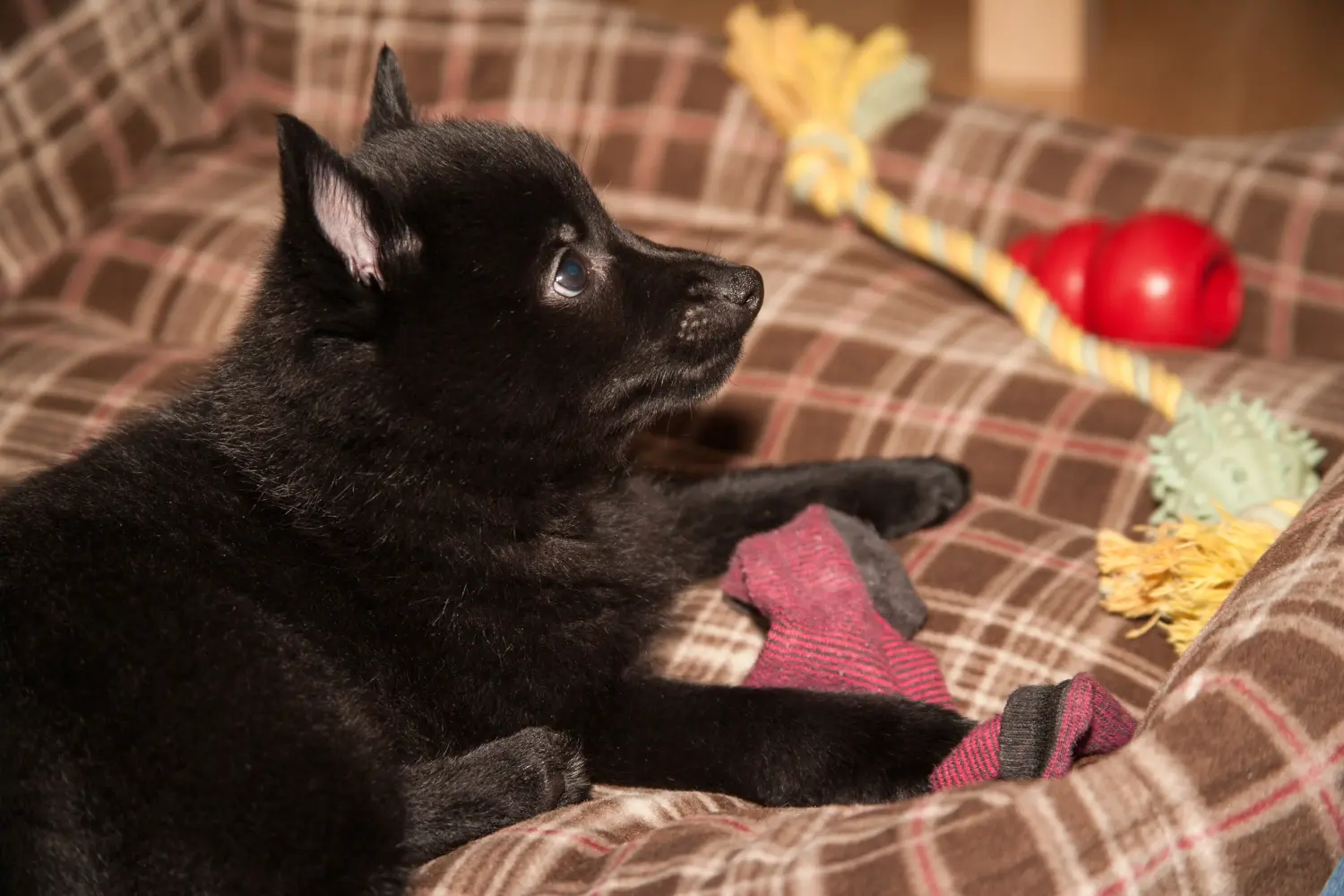 Buying a Schipperke puppy means taking responsibility! Buy Schipperke puppies.