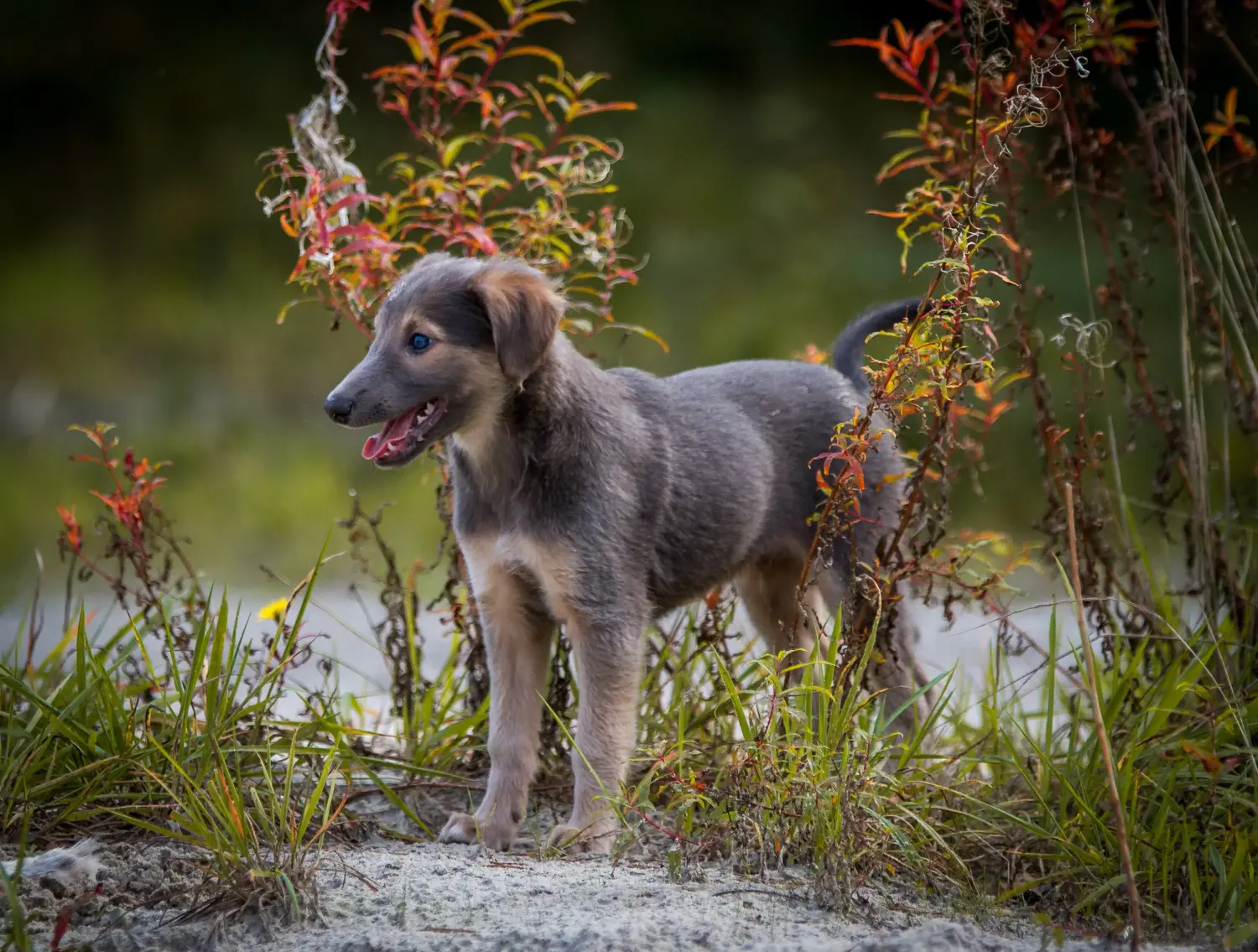 Buying a Silken Windsprite puppy means taking responsibility! Buy Silken Windsprite puppies.
