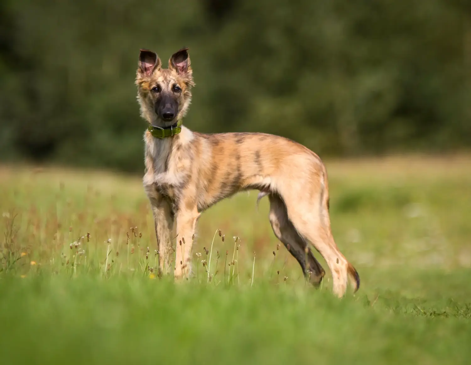 Buying a Silken Windsprite puppy means taking responsibility! Buy Silken Windsprite puppies.