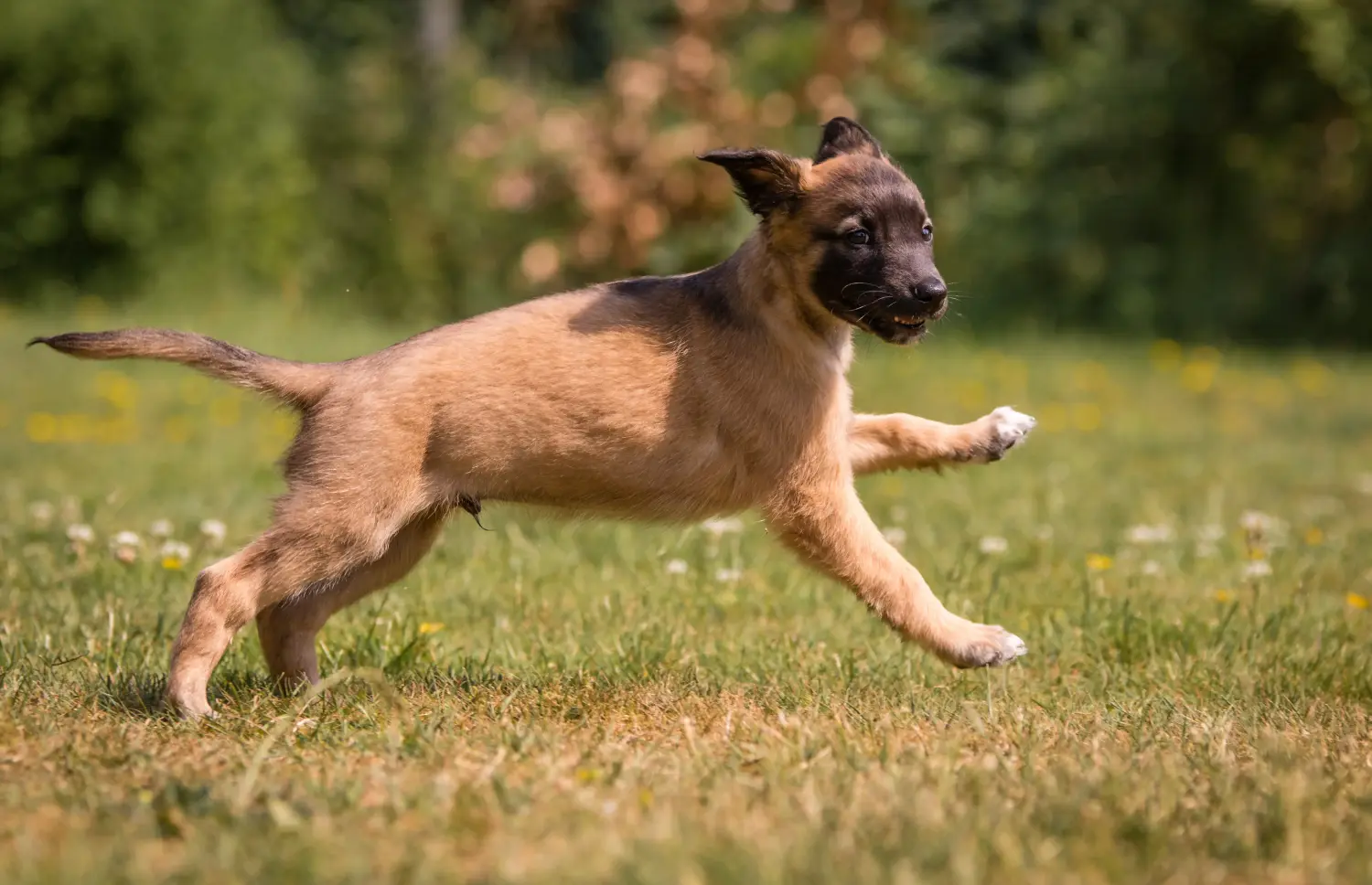 Buying a Silken Windsprite puppy means taking responsibility! Buy Silken Windsprite puppies.