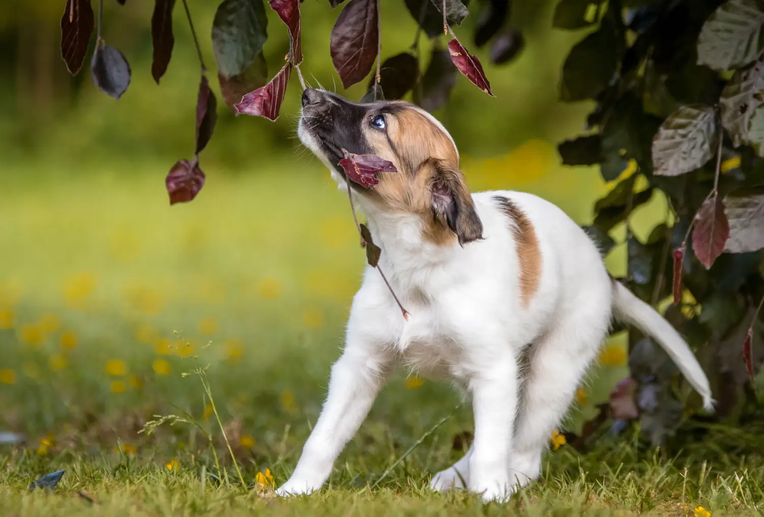Buying a Silken Windsprite puppy means taking responsibility! Buy Silken Windsprite puppies.