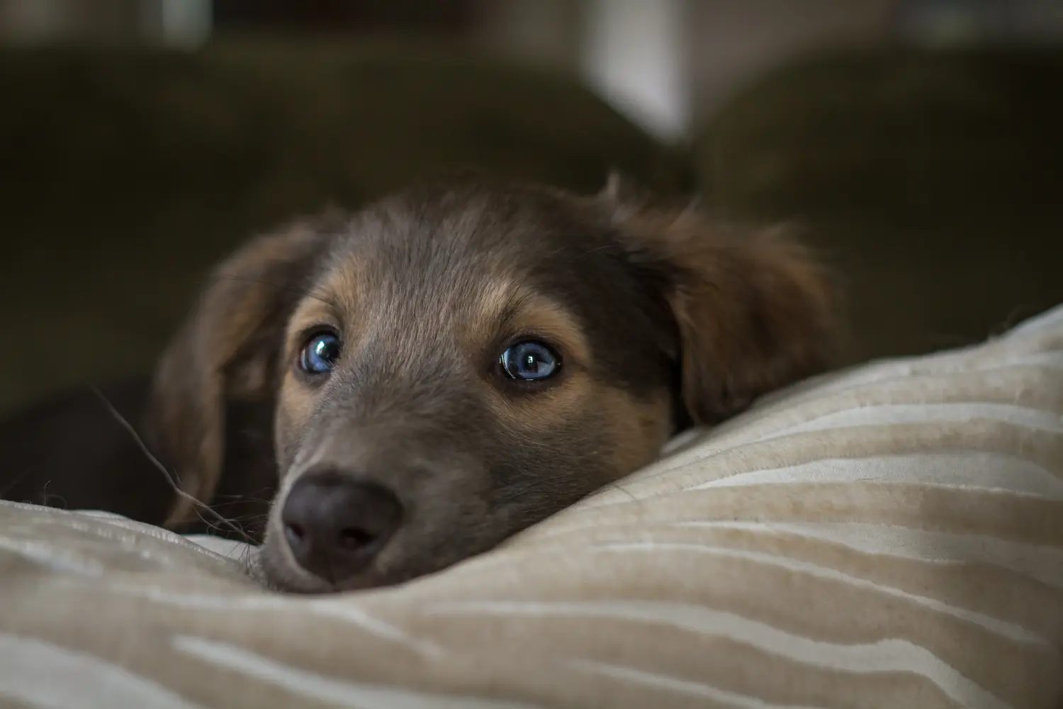 Buying a Silken Windsprite puppy means taking responsibility! Buy Silken Windsprite puppies.