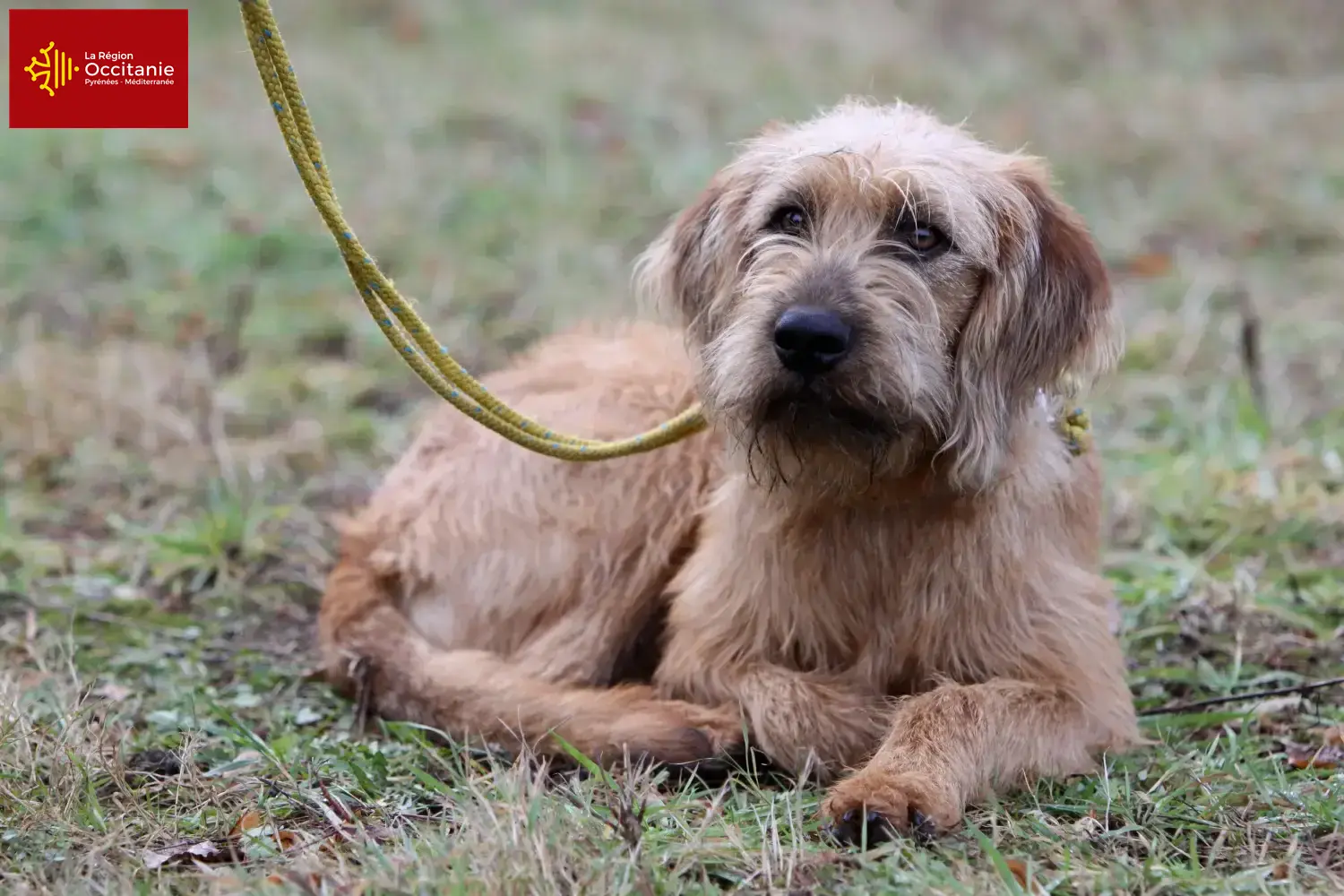 Styrian Wirehaired Hound puppies and breeders Occitania Here you can find Styrian Wirehaired Hound breeders in Occitania.