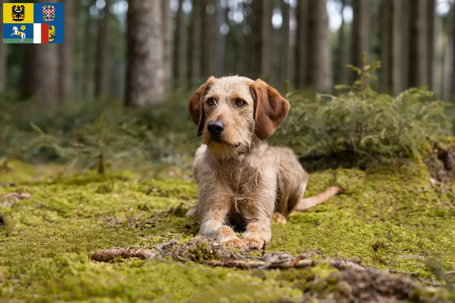 Styrian Wirehaired Hound puppies and breeder Moravia-Silesia Here you can find Styrian Wirehaired Hound breeders in Moravia-Silesia.