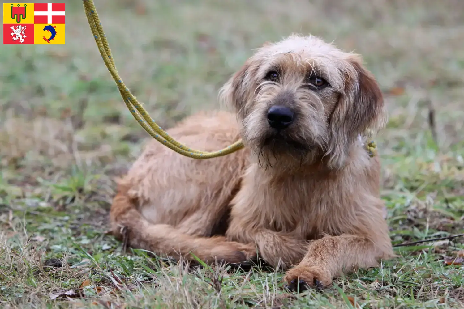 Styrian Wirehaired Hound puppies and breeders Auvergne-Rhône-Alpes Find Styrian Wirehaired Hound breeders in Auvergne-Rhône-Alpes.