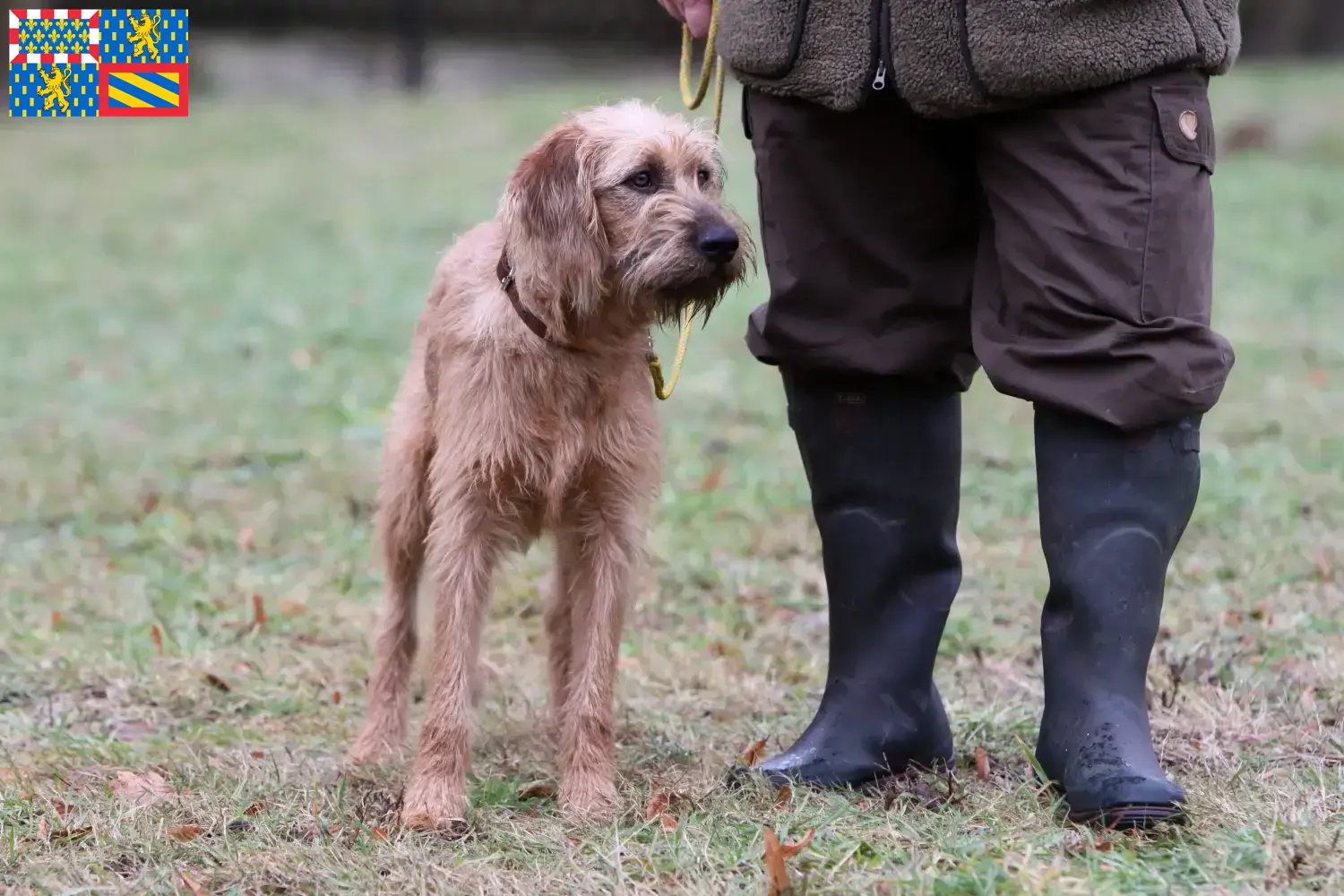 Styrian Wirehaired Hound puppies and breeder Bourgogne-Franche-Comté Find Styrian Wirehaired Hound breeders in Bourgogne-Franche-Comté.