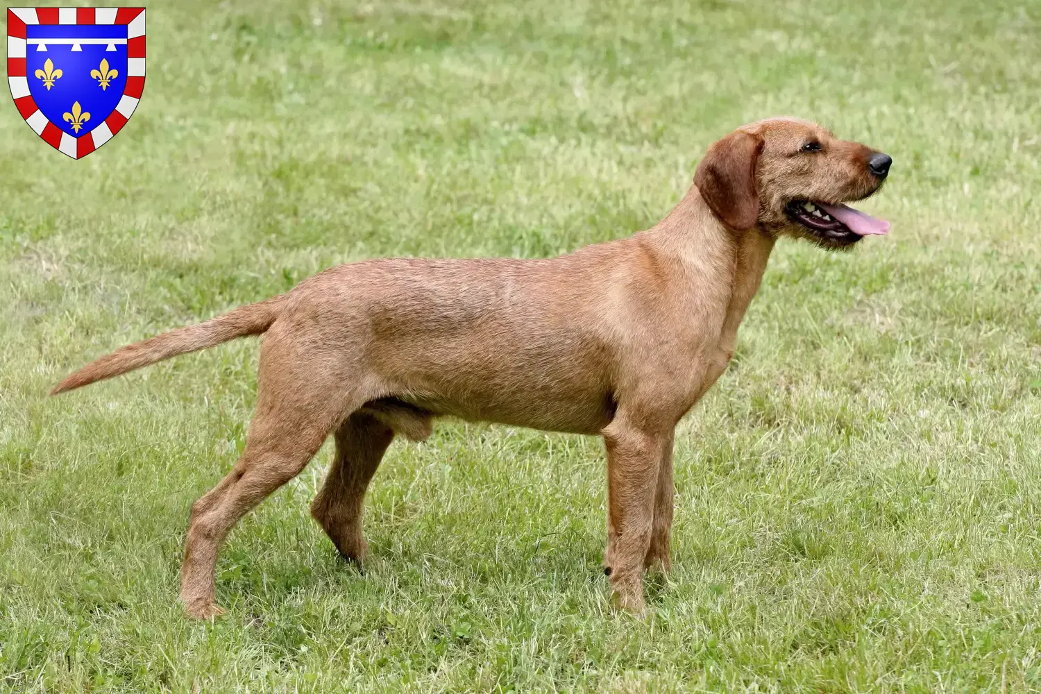 Styrian Wirehaired Hound puppies and breeders Center-Val de Loire Find Styrian Wirehaired Hound breeders in Centre-Val de Loire.