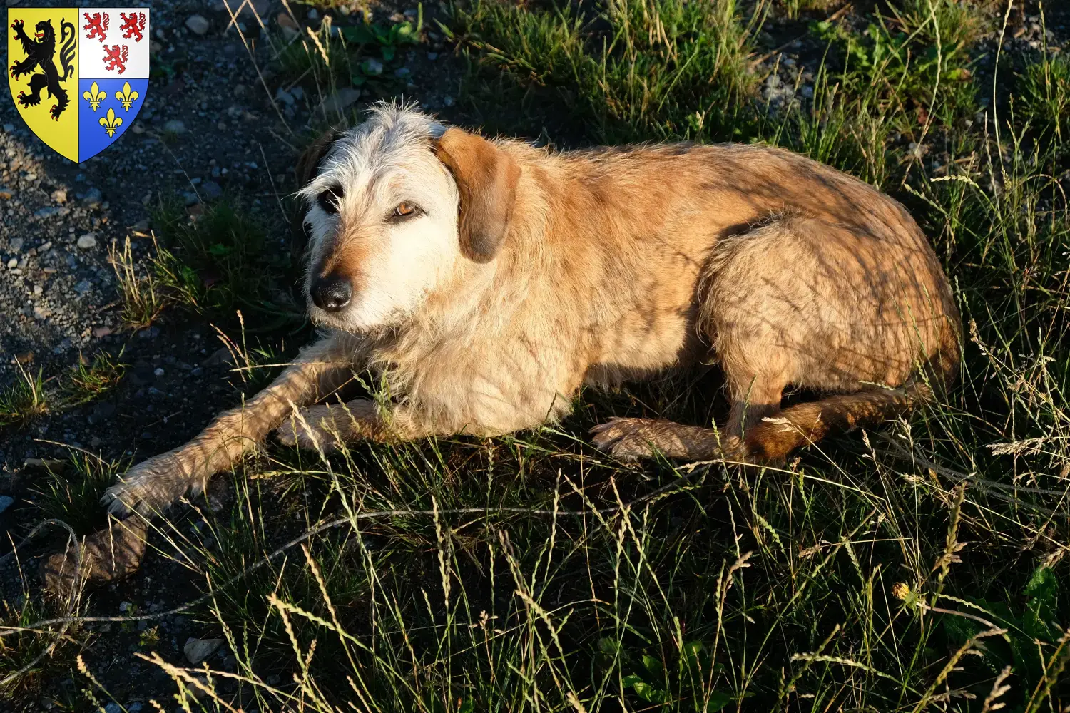 Styrian Wirehaired Hound puppies and breeders Hauts-de-France Here you can find Styrian Wirehaired Hound breeders in Hauts-de-France.