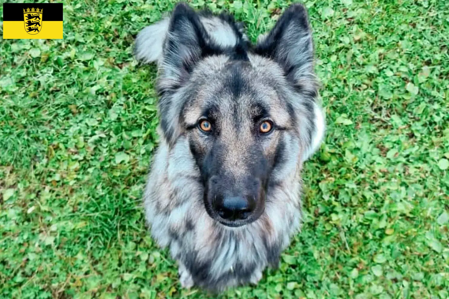 Read more about the article Sylvan Companion Dog breeders and puppies in Baden-Württemberg