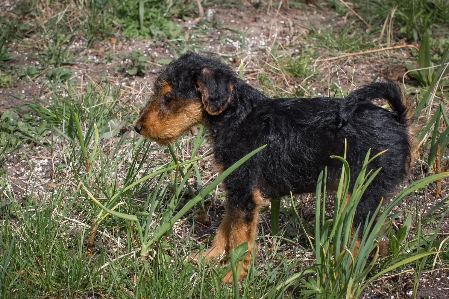 Buying a Welsh Terrier puppy means taking responsibility! Buy Welsh Terrier puppies.