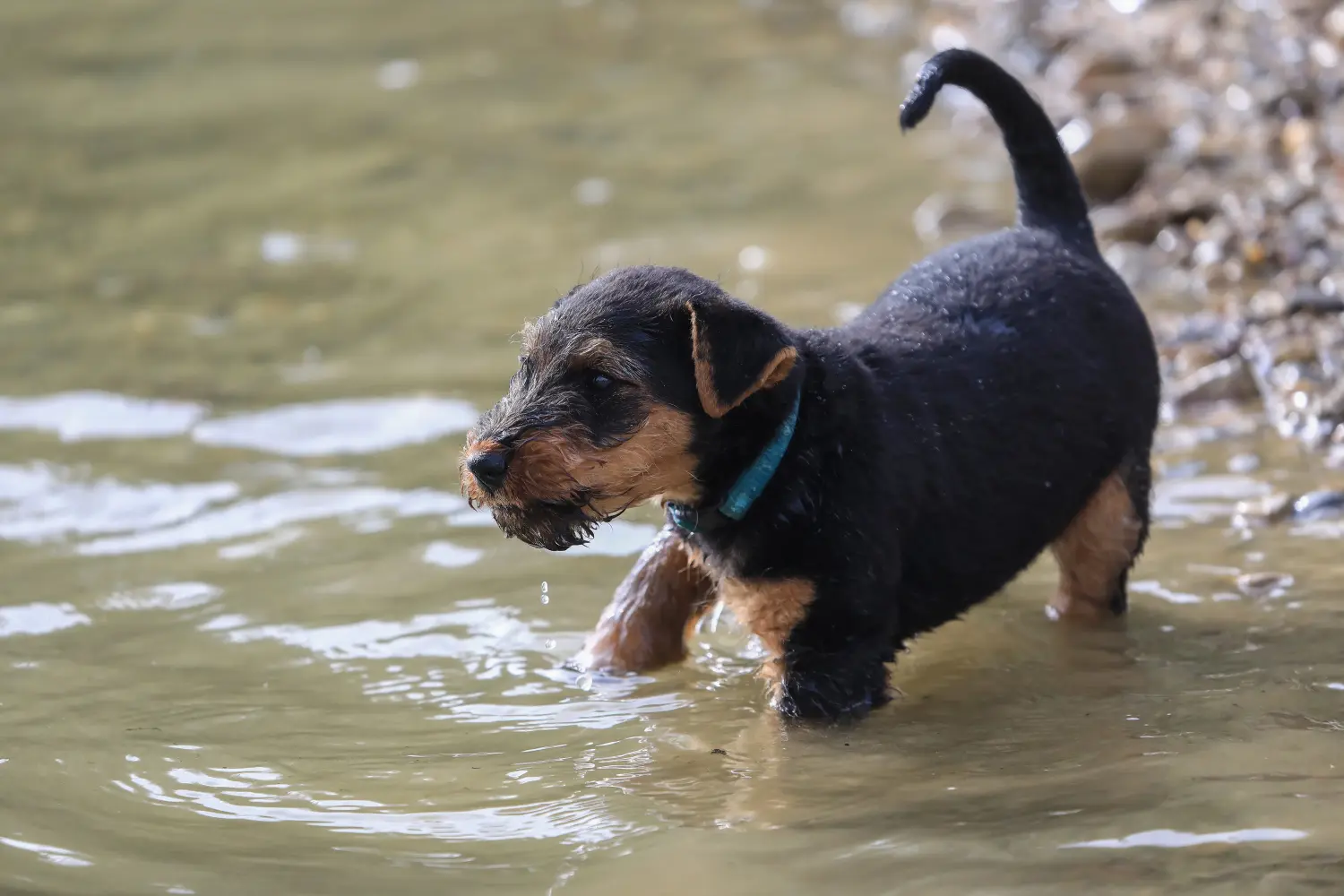 Buying a Welsh Terrier puppy means taking responsibility! Buy Welsh Terrier puppies.
