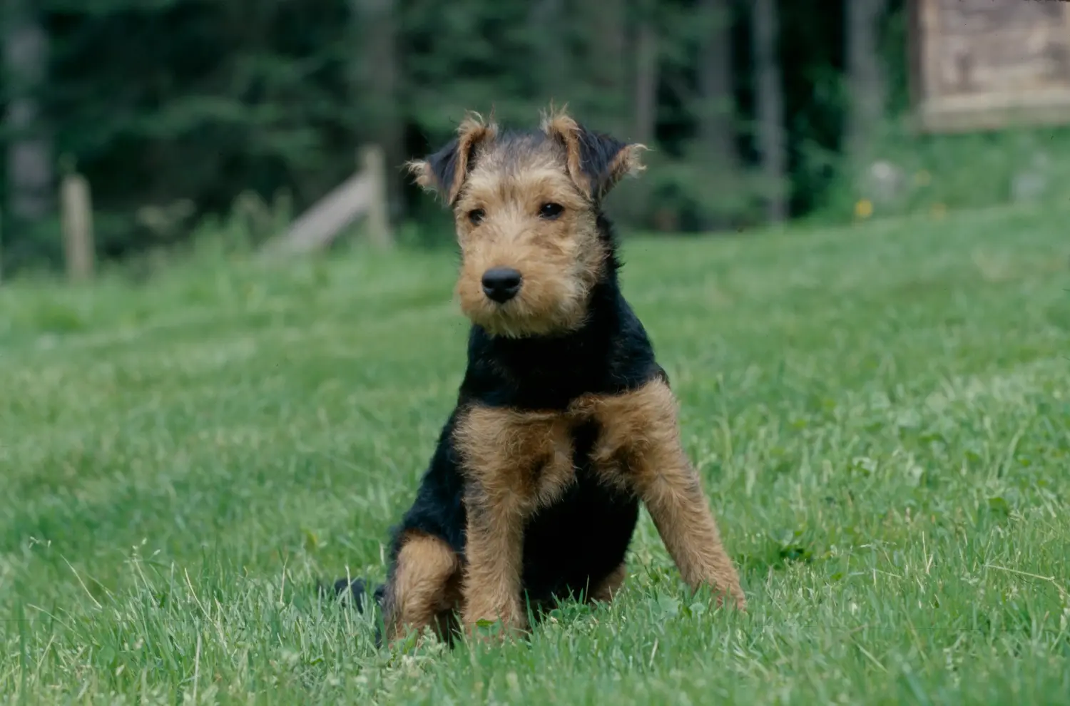Buying a Welsh Terrier puppy means taking responsibility! Buy Welsh Terrier puppies.