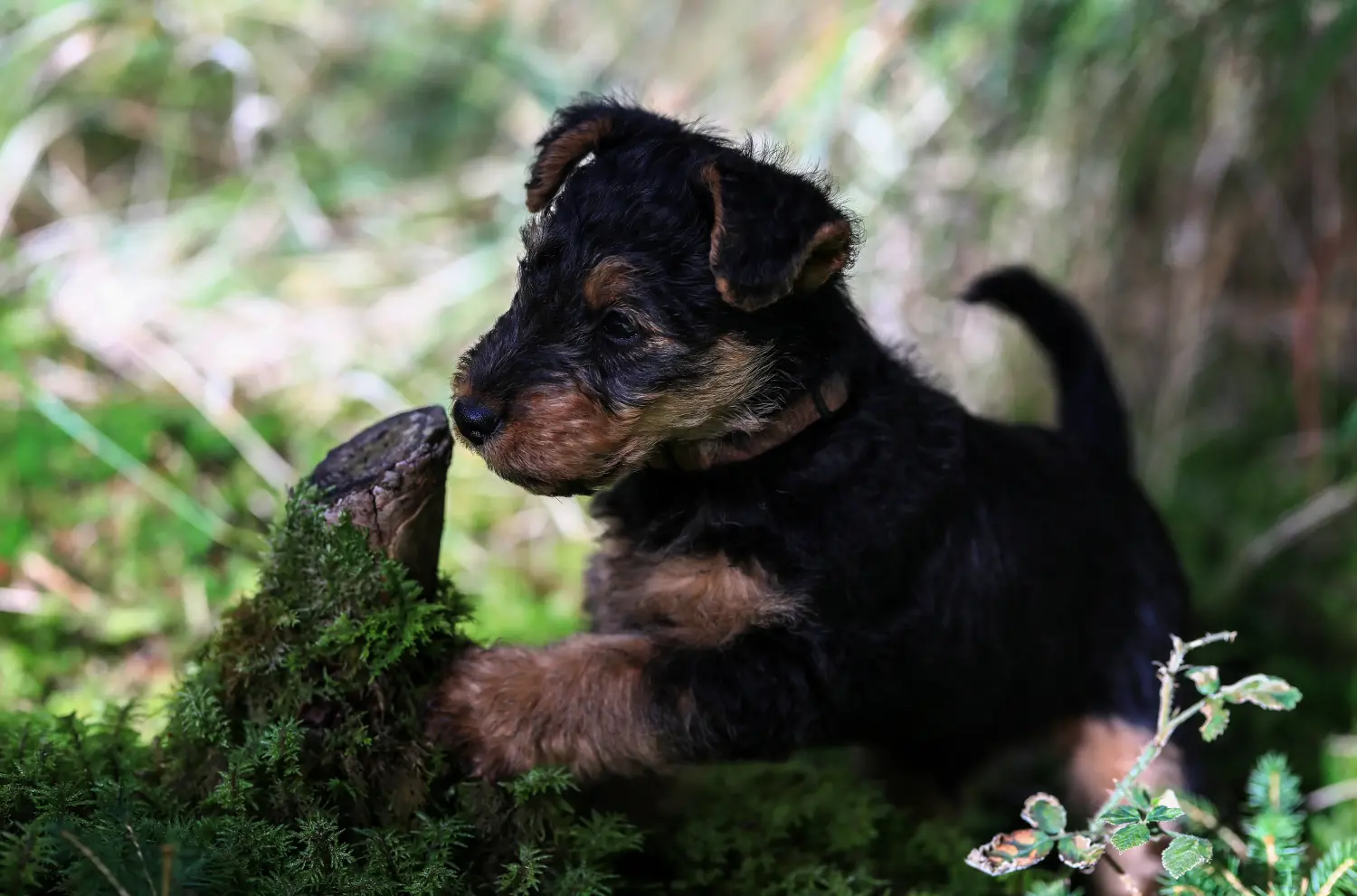Buying a Welsh Terrier puppy means taking responsibility! Buy Welsh Terrier puppies.