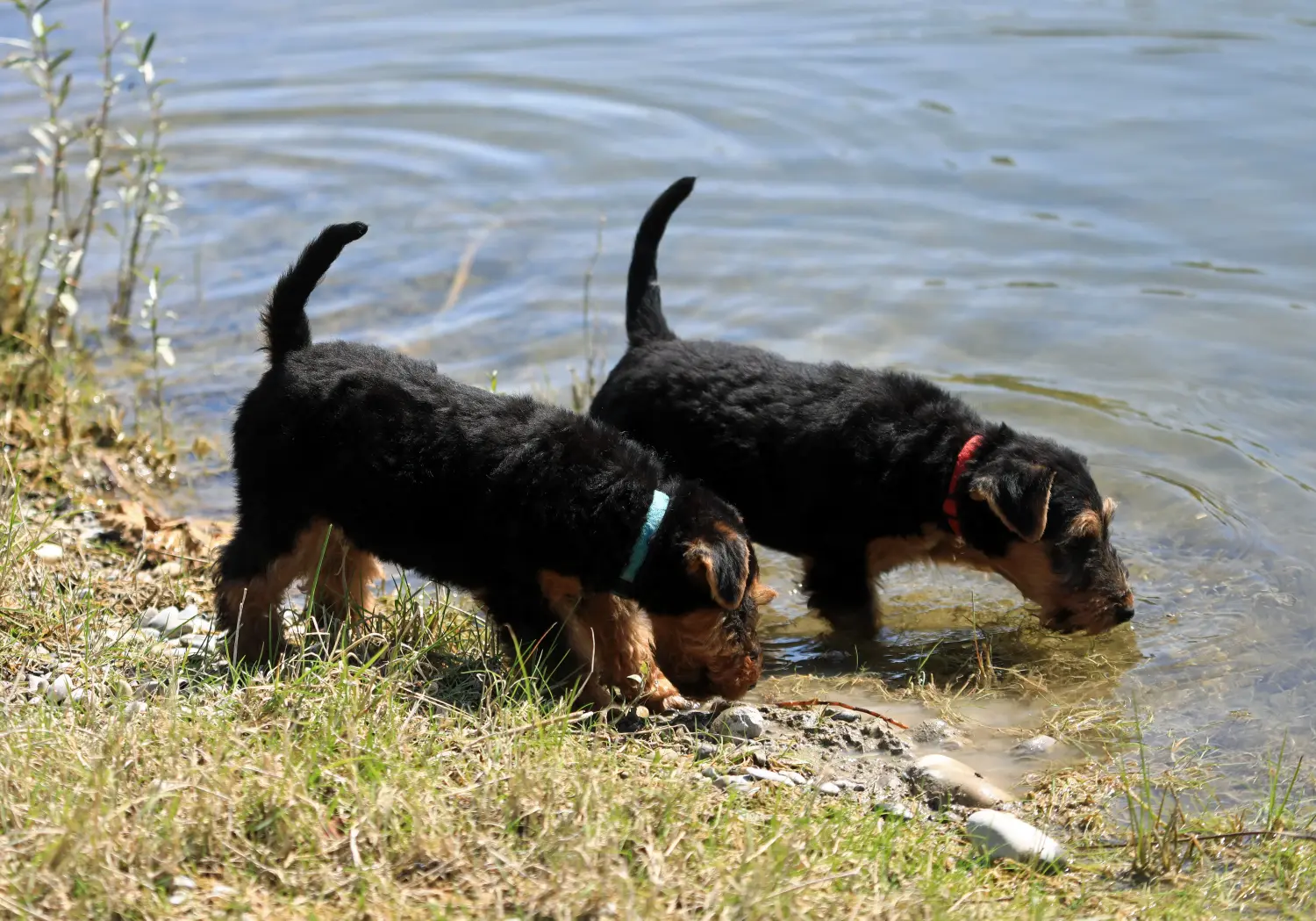 Buying a Welsh Terrier puppy means taking responsibility! Buy Welsh Terrier puppies.