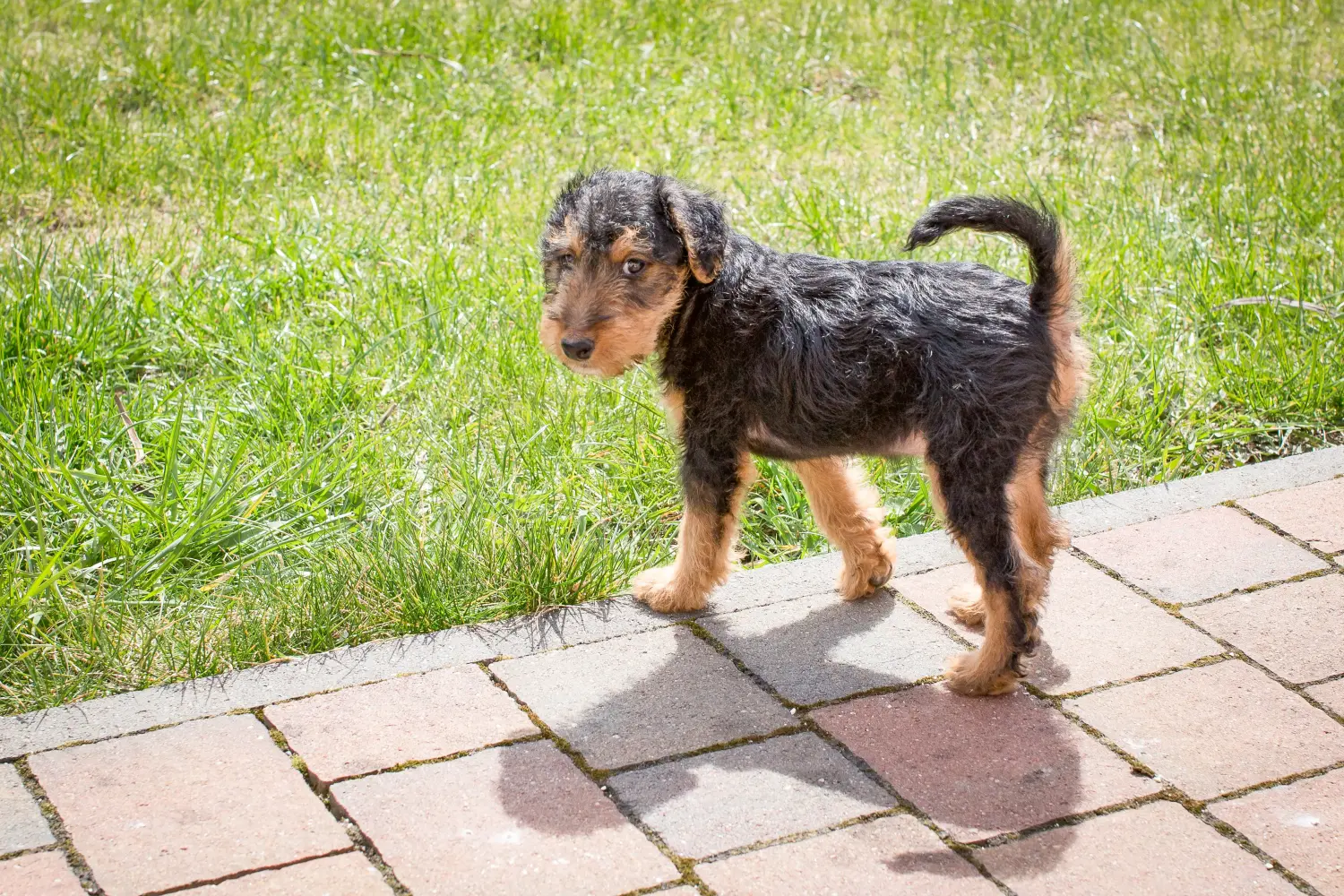 Buying a Welsh Terrier puppy means taking responsibility! Buy Welsh Terrier puppies.