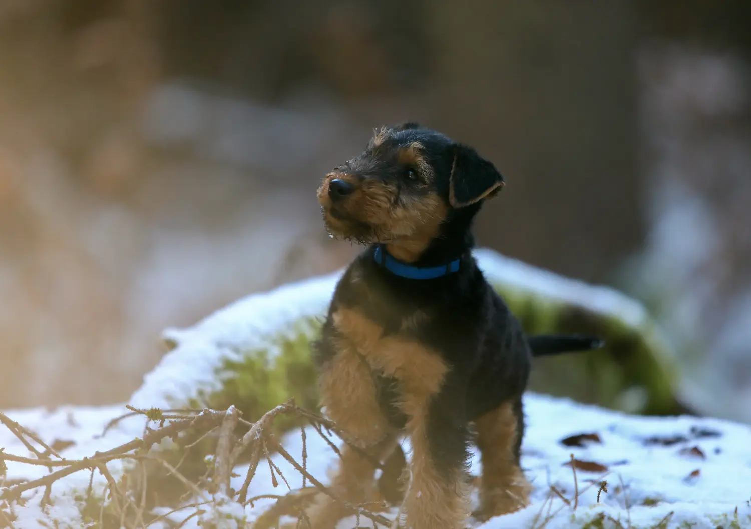 Buying a Welsh Terrier puppy means taking responsibility! Buy Welsh Terrier puppies.