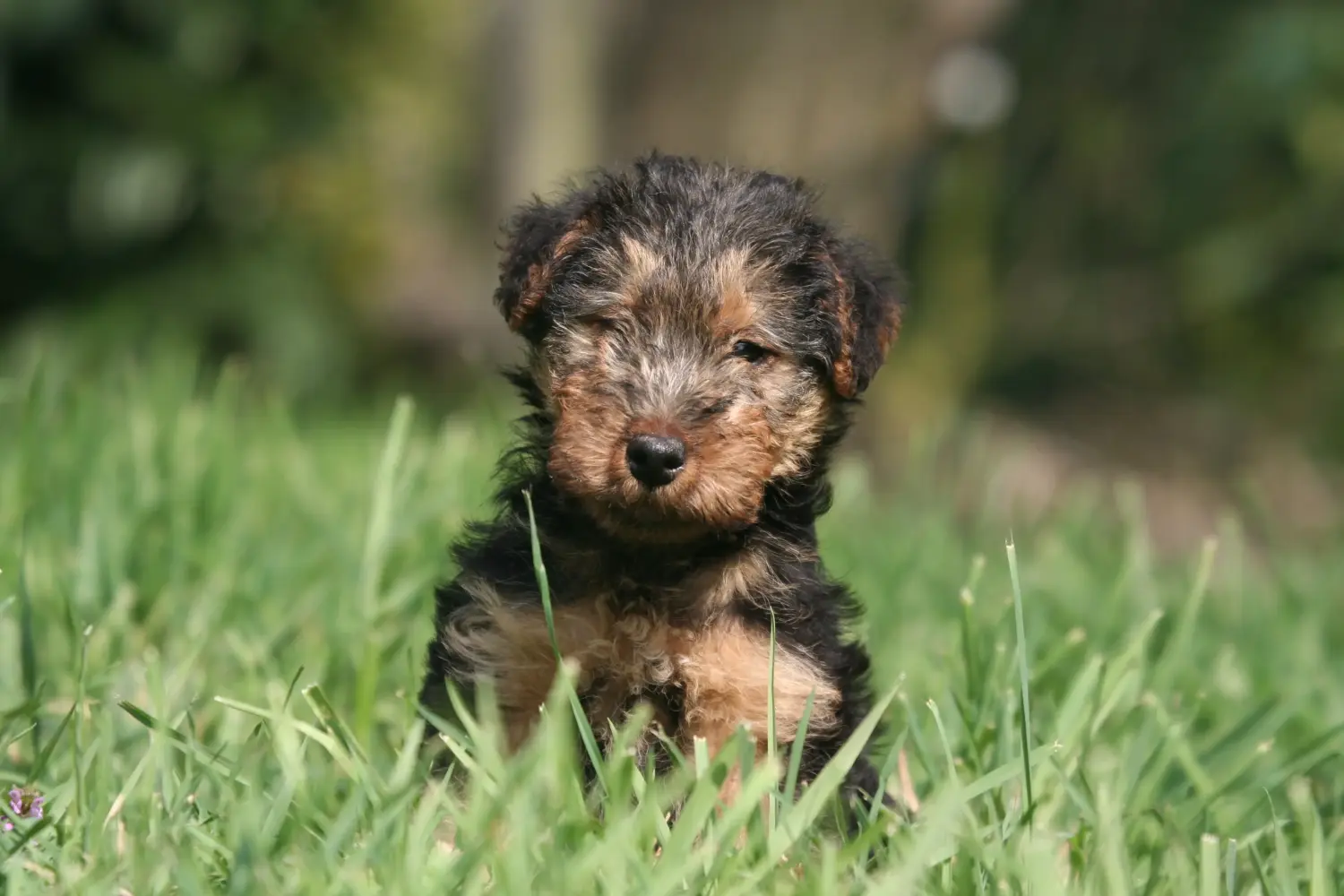 Buying a Welsh Terrier puppy means taking responsibility! Buy Welsh Terrier puppies.