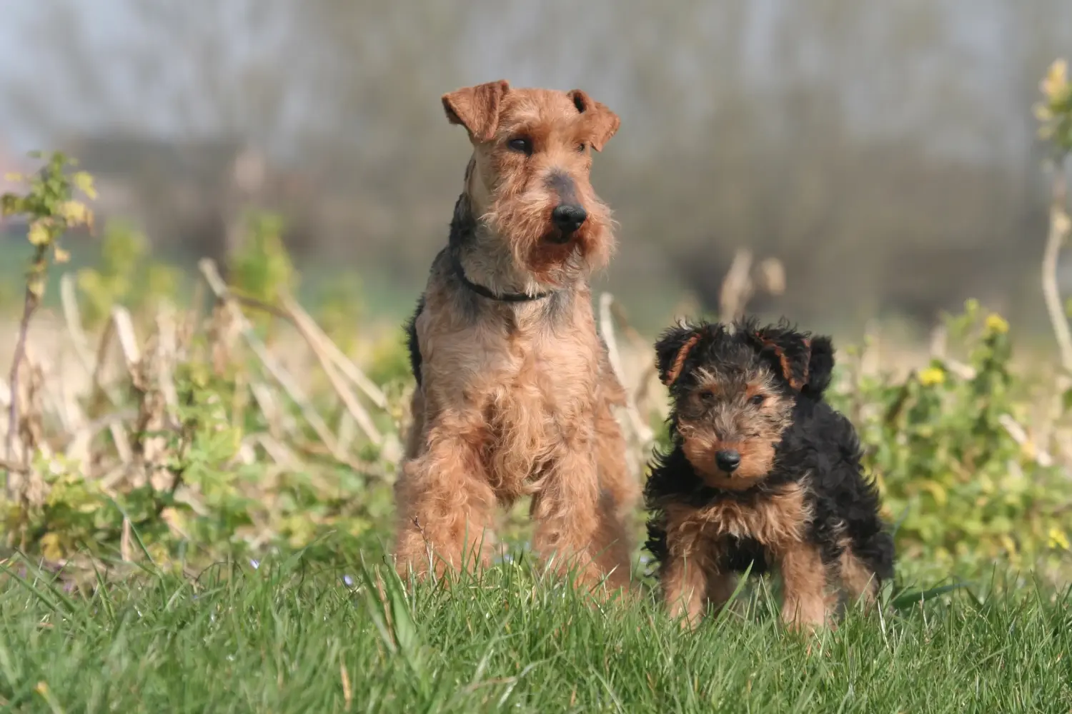 Buying a Welsh Terrier puppy means taking responsibility! Buy Welsh Terrier puppies.