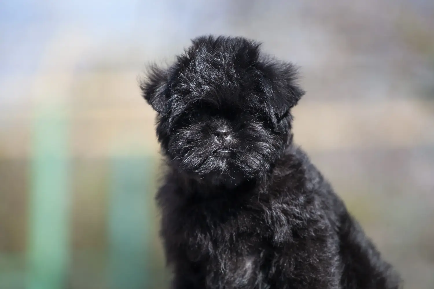Buying an Affenpinscher puppy means taking responsibility! Buy Affenpinscher puppies.