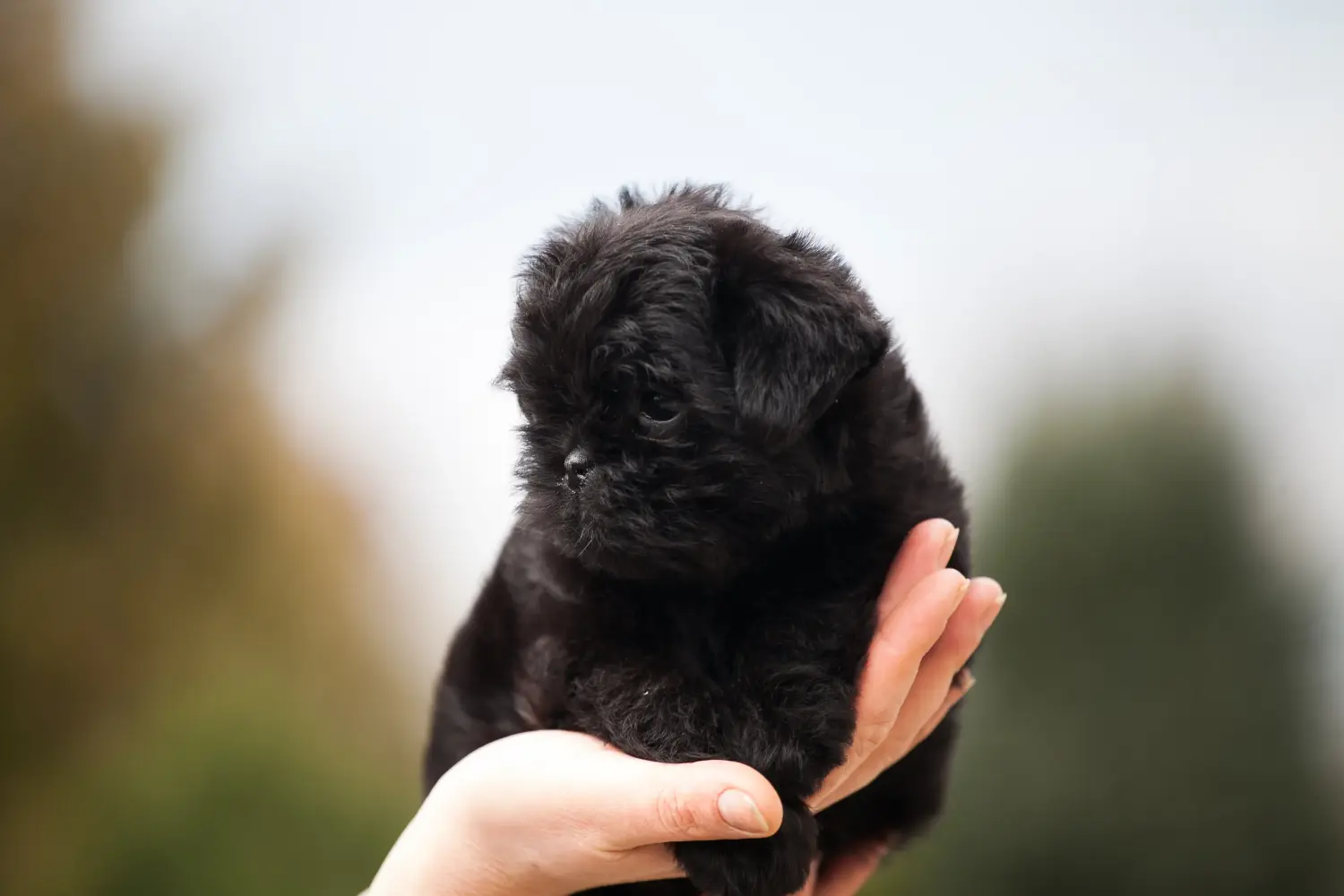 Buying an Affenpinscher puppy means taking responsibility! Buy Affenpinscher puppies.