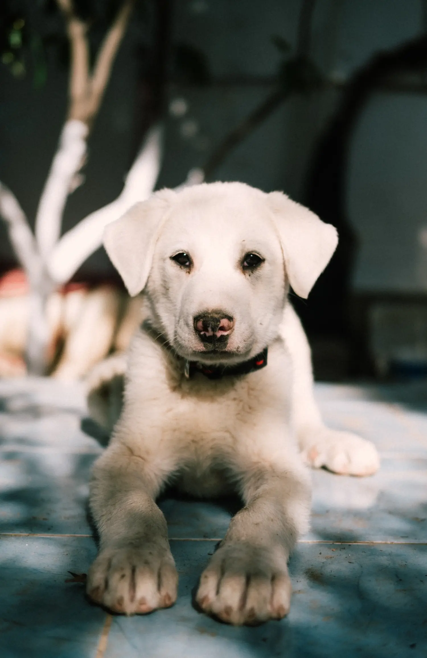 Buying an Akbash puppy means taking responsibility! Buy Akbash puppies.
