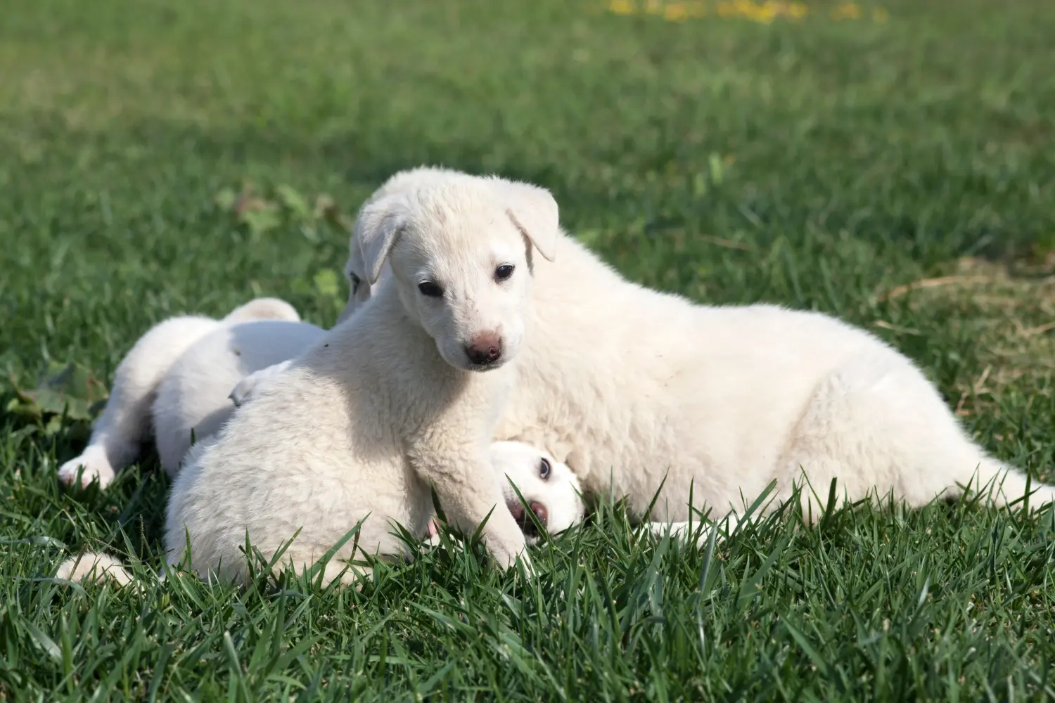 Buying an Akbash puppy means taking responsibility! Buy Akbash puppies.