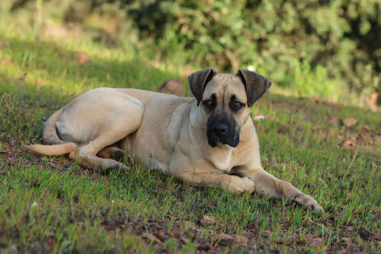 Buying an Alano Español puppy means taking responsibility! Buy Alano Español puppies.