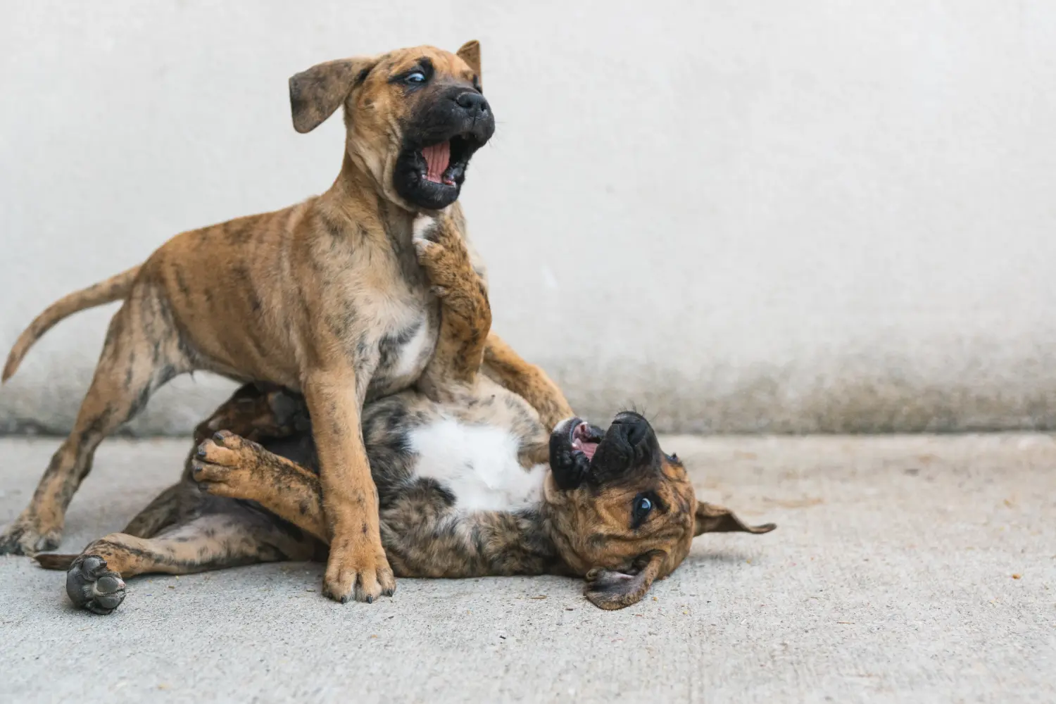 Buying an Alano Español puppy means taking responsibility! Buy Alano Español puppies.