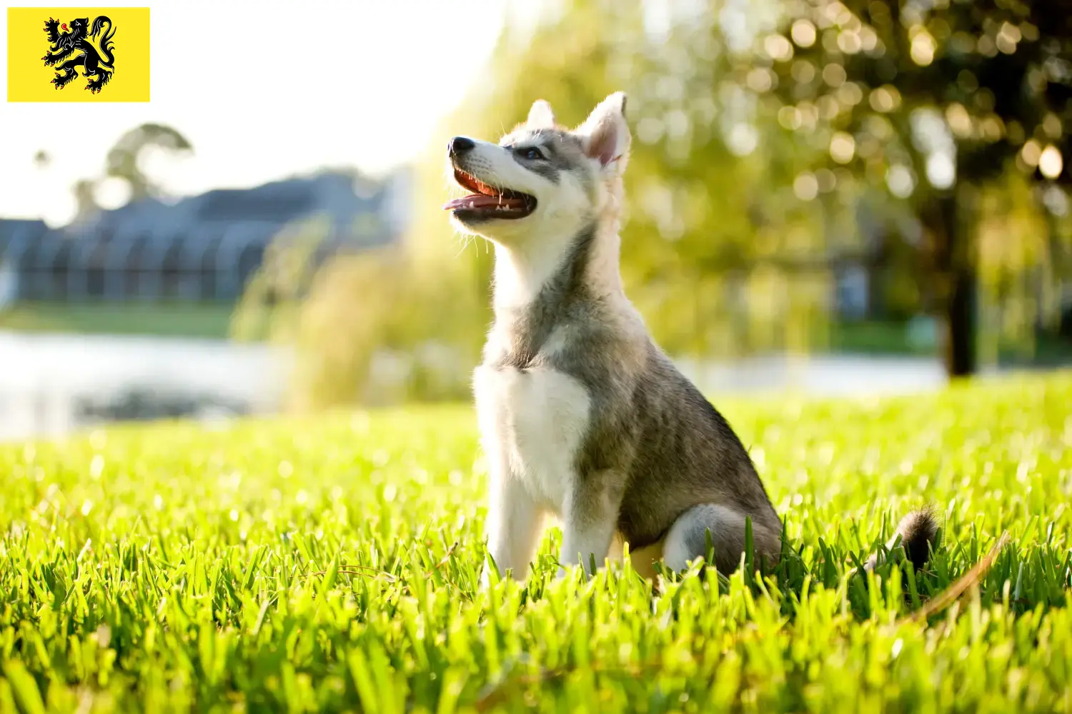 Alaskan Klee Kai puppies and breeders Flanders Here you can find Alaskan Klee Kais breeders in Flanders.