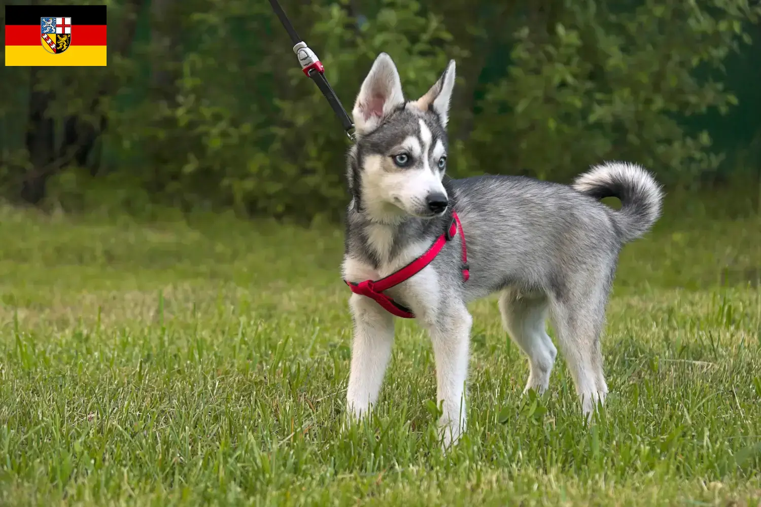 Alaskan Klee Kai puppies and breeders Saarland Here you can find Alaskan Klee Kais breeders im Saarland.