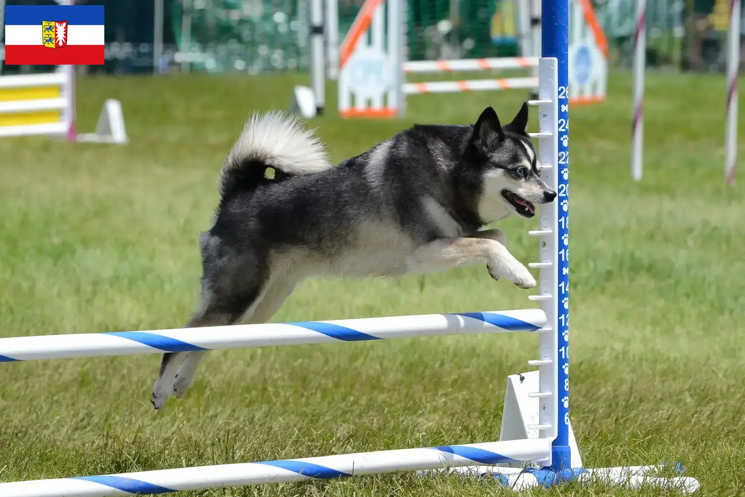 Alaskan Klee Kai puppies and breeders Schleswig-Holstein Here you can find Alaskan Klee Kais breeders in Schleswig-Holstein.