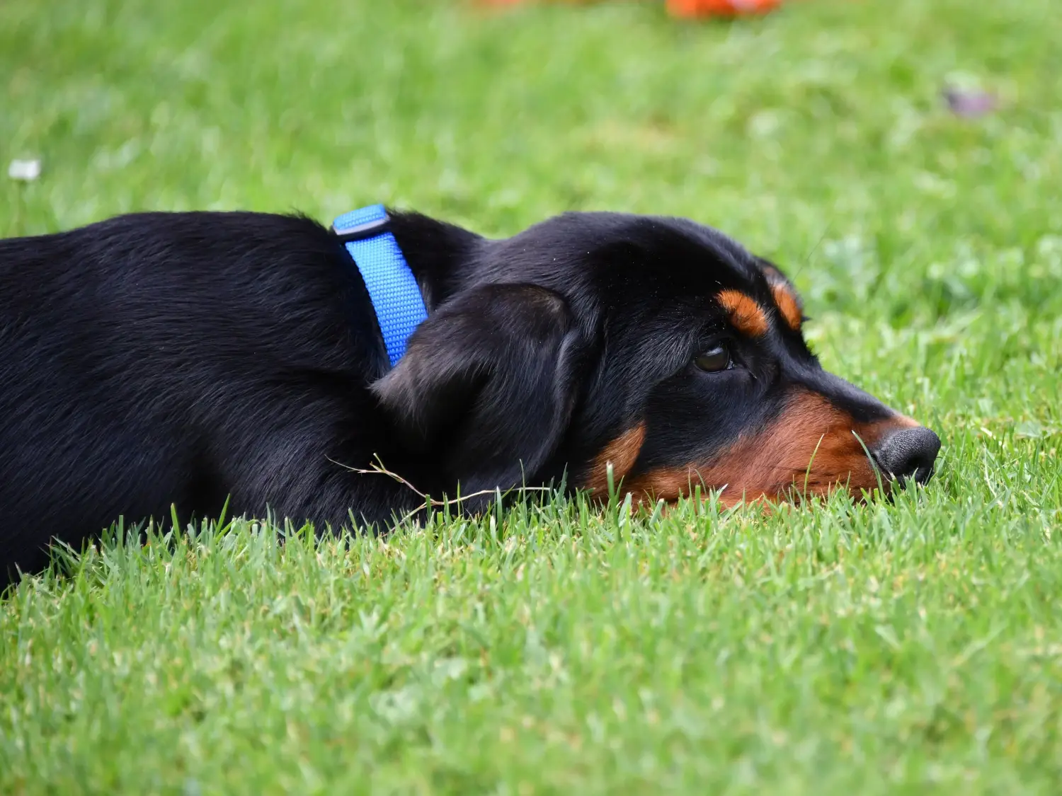 Buying an Alpine Dachsbracke puppy means taking responsibility! Buy Alpine Dachsbracke puppies.