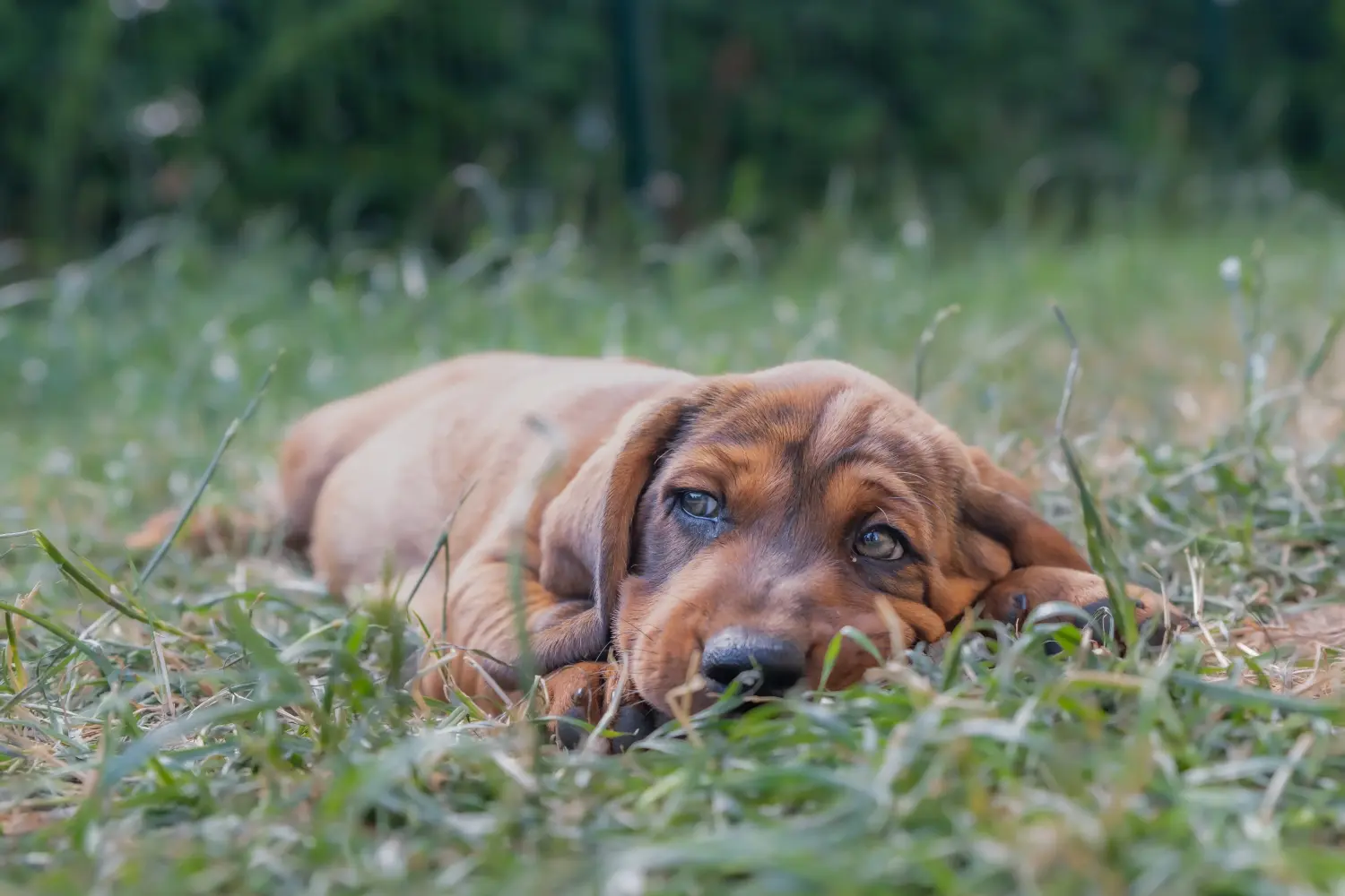 Buying an Alpine Dachsbracke puppy means taking responsibility! Buy Alpine Dachsbracke puppies.