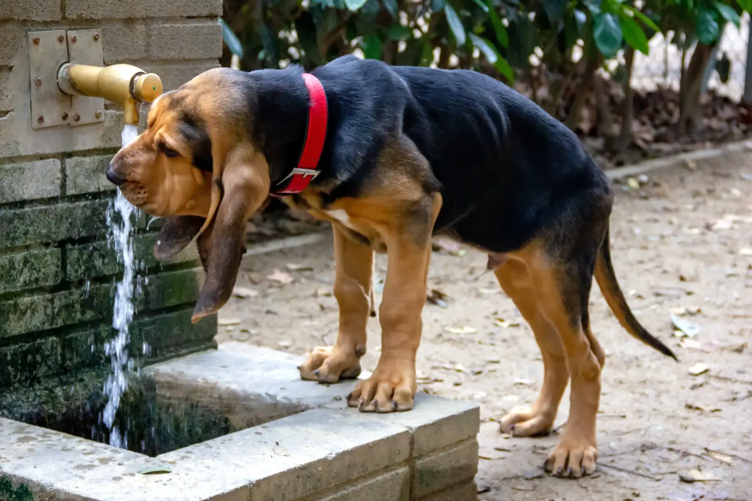 Buying a Bloodhound puppy means taking responsibility! Buy Bloodhound puppies.