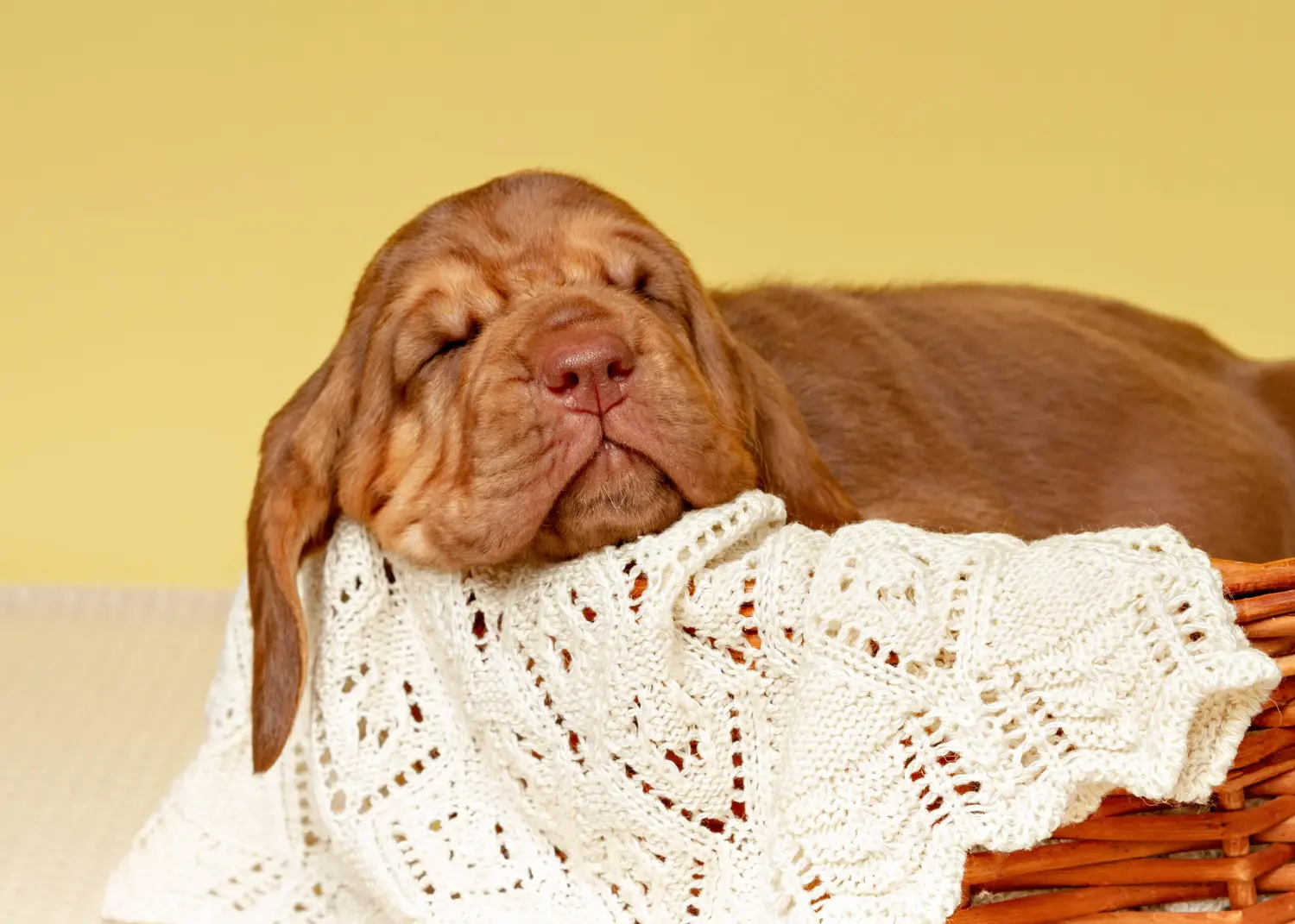 Buying a Bloodhound puppy means taking responsibility! Buy Bloodhound puppies.