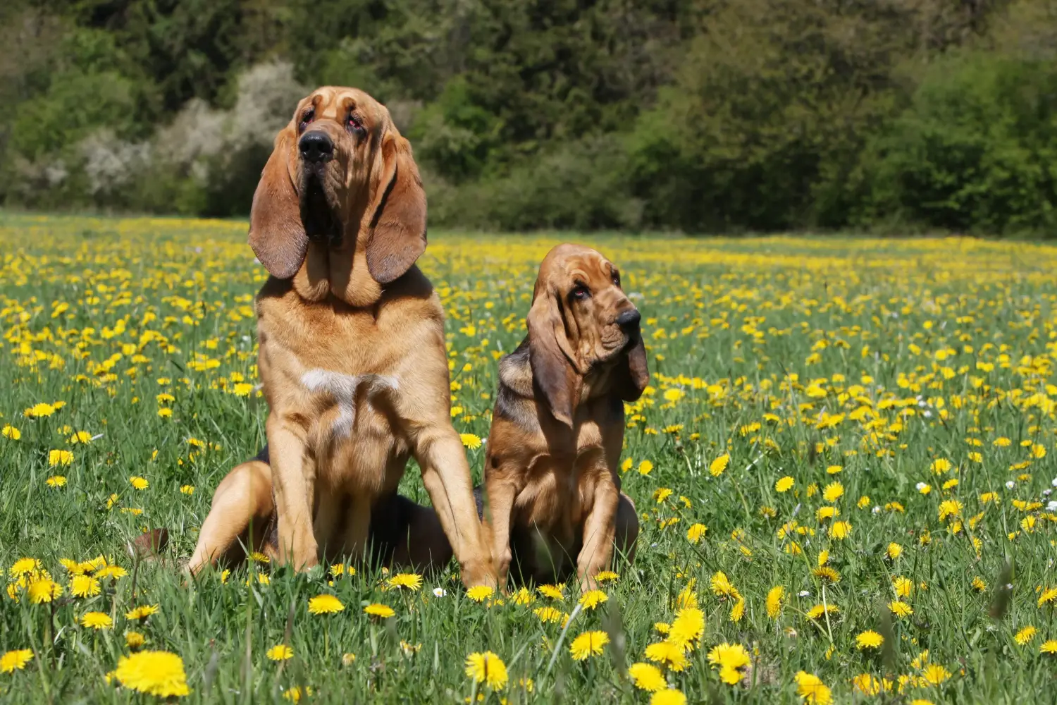 Buying a Bloodhound puppy means taking responsibility! Buy Bloodhound puppies.