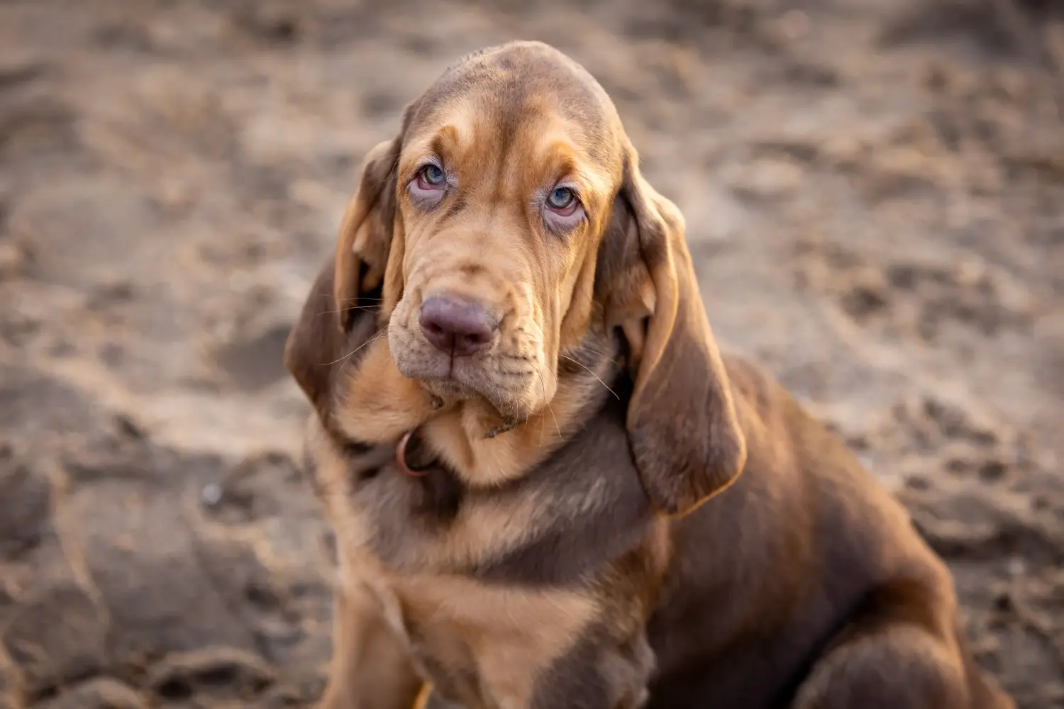 Buying a Bloodhound puppy means taking responsibility! Buy Bloodhound puppies.
