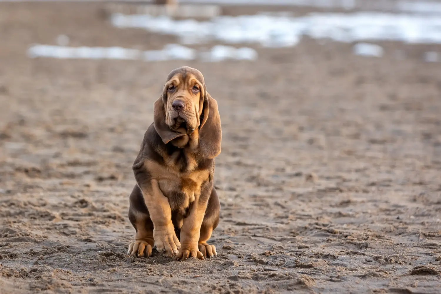 Buying a Bloodhound puppy means taking responsibility! Buy Bloodhound puppies.