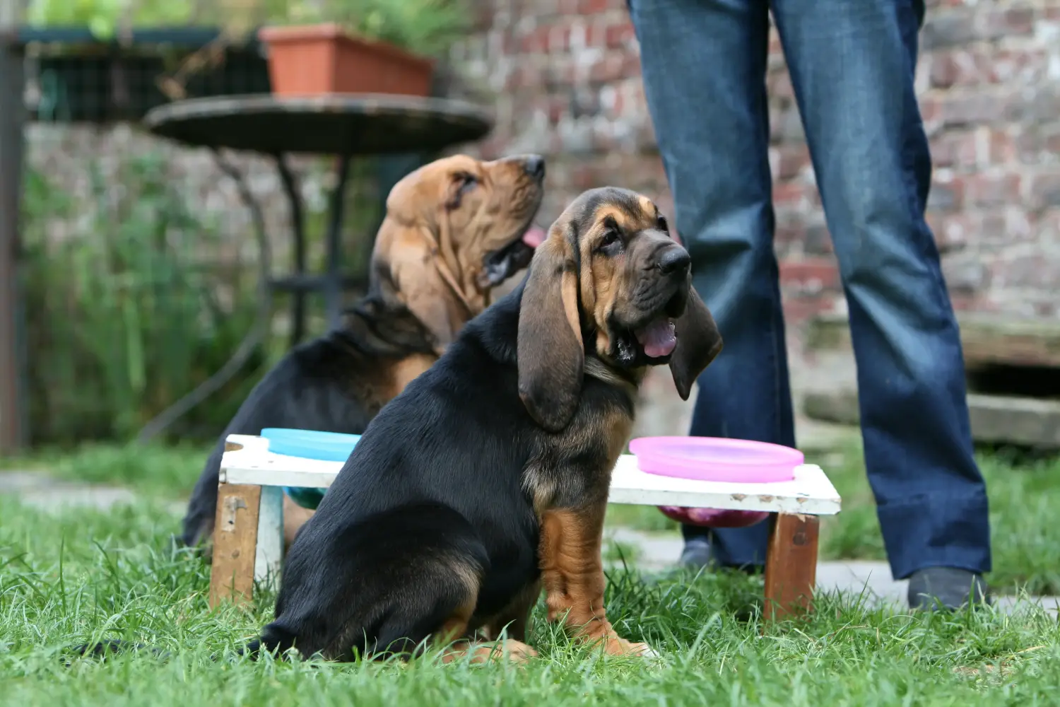 Buying a Bloodhound puppy means taking responsibility! Buy Bloodhound puppies.