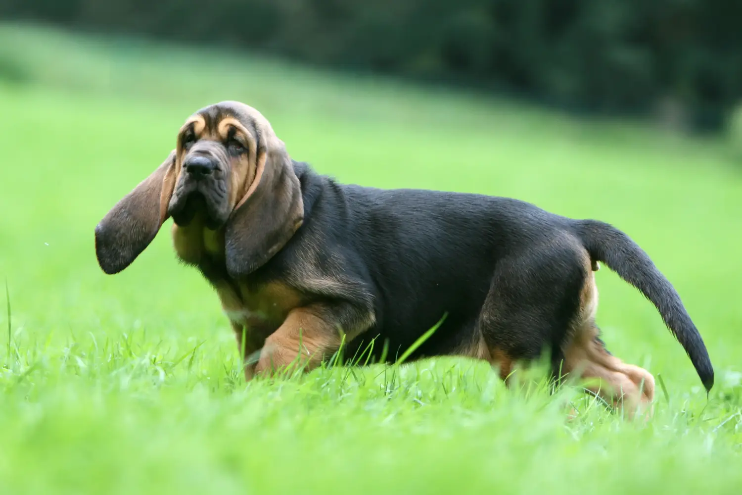 Buying a Bloodhound puppy means taking responsibility! Buy Bloodhound puppies.