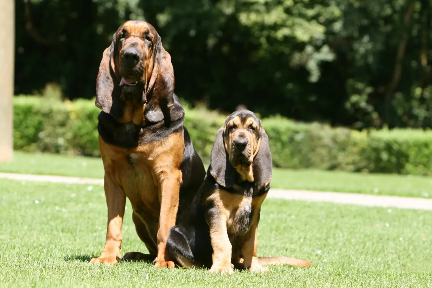 Buying a Bloodhound puppy means taking responsibility! Buy Bloodhound puppies.