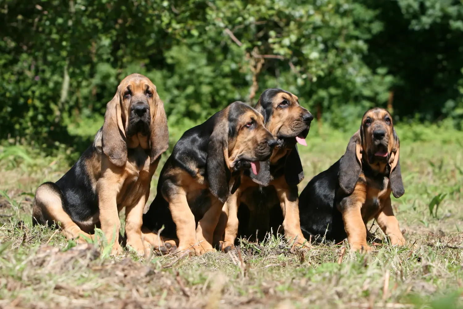 Buying a Bloodhound puppy means taking responsibility! Buy Bloodhound puppies.